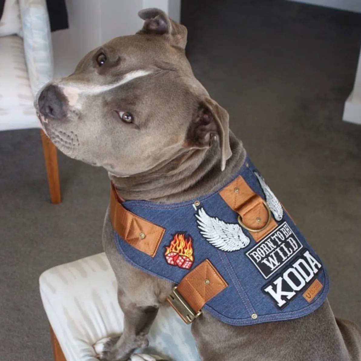 Dog harness - Battle Harness