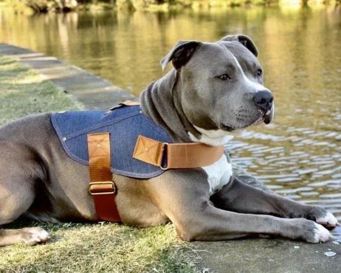 Dog harness - Battle Harness