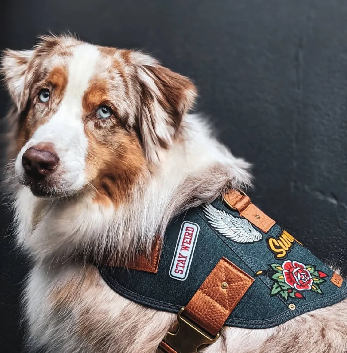 Dog harness - Battle Harness